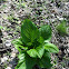 Skunk Cabbage