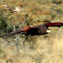 Harris's Hawk