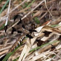 Common Whitetail Dragonfly