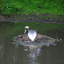 White-naped Crane