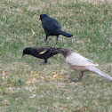 Common Grackle