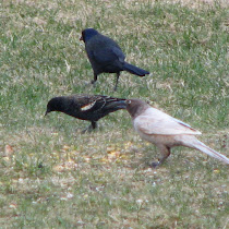 Unusual Birds of New EnglandMission Name