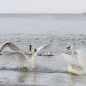 Trumpeter Swan