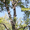 Yellow-bellied Sapsucker