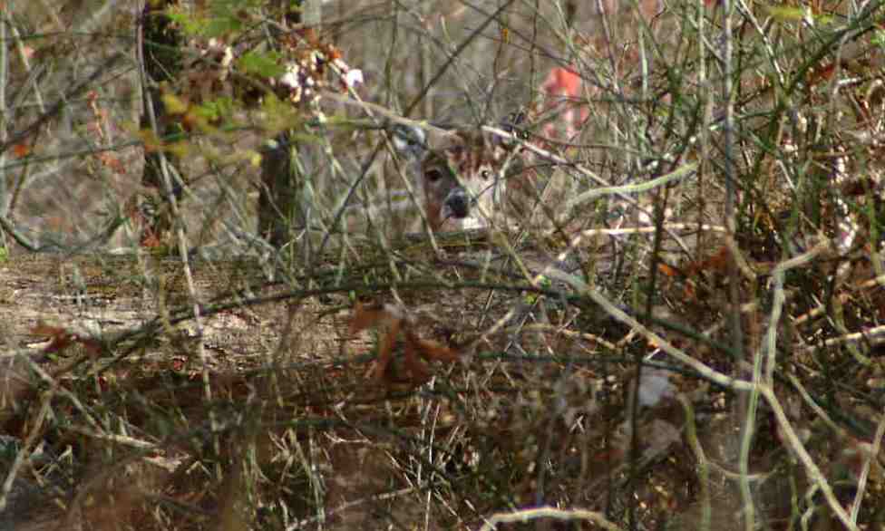 White Tailed Deer