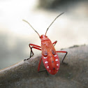 Unknown spotting