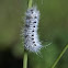 Hickory Tussock Moth Caterpillar
