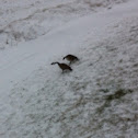 Canada goose
