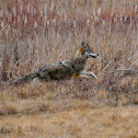 Northeastern Coyote