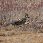 Northeastern Coyote