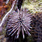Sea Urchin