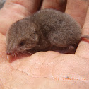 North American Least Shrew