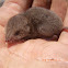 North American Least Shrew