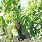 cormorant