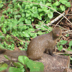Ruddy mongoose