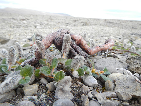 Arctic Willow | Project Noah