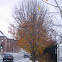 American Basswood