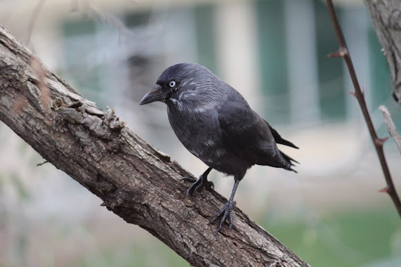 Spotting Image 1
