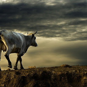 final journey by Ante Gašpar - Animals Other