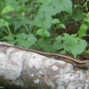 Bibron's sand skink, Seashore Skink