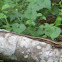 Bibron's sand skink, Seashore Skink