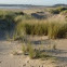 Ammophila arenaria (Barrón. Marram-grass)