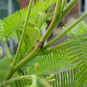Scale insect