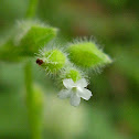 Spring forget-me-not