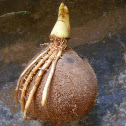 Coconut Seed