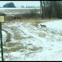 Coyote