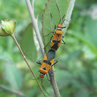 Milkweed Bug