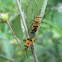 Milkweed Bug