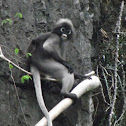 Dusky Langur