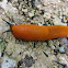 Red Slug