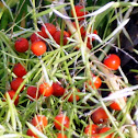 Asparagus fern