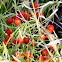 Asparagus fern