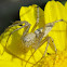 Striped Lynx Spider
