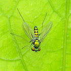 long-legged fly