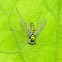 long-legged fly