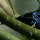 Blue-necked Tanager