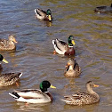 Mallards