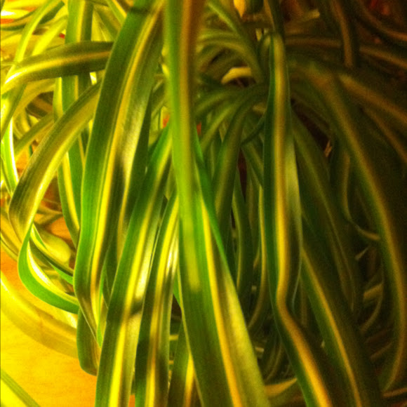 Spotting Image 1