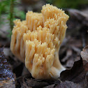 Coral Fungus