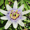 White Passion Flower