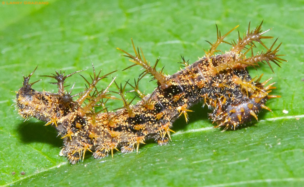 Caterpillar