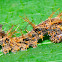 Caterpillar