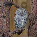 African Scops Owl