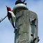 Red-headed woodpecker