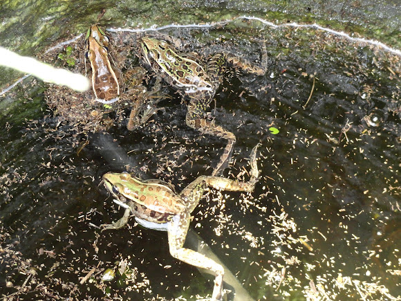 Spotting Image 1