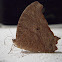 Common Evening Brown